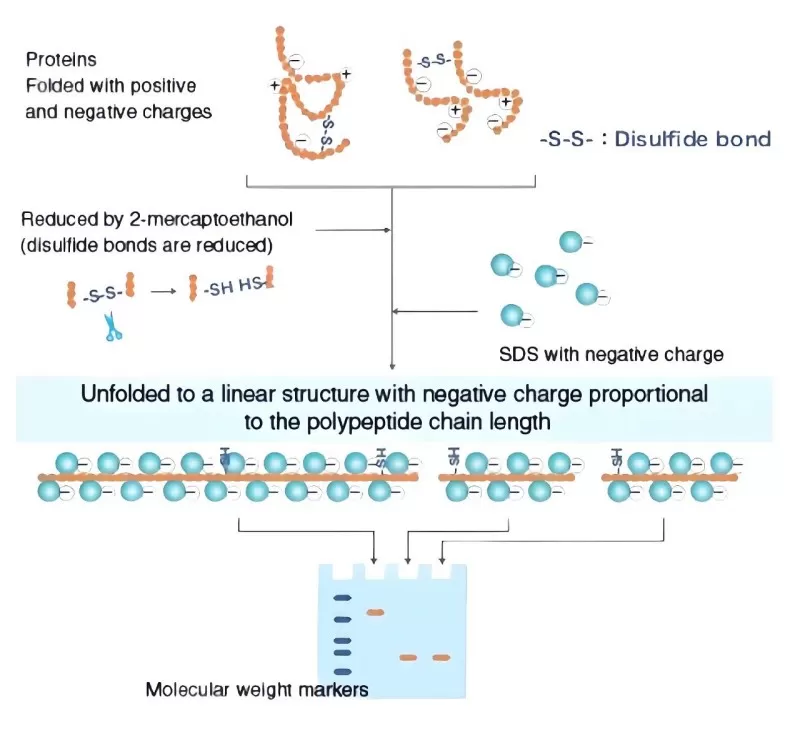 Schematic representation of SDS-PAGE workflow